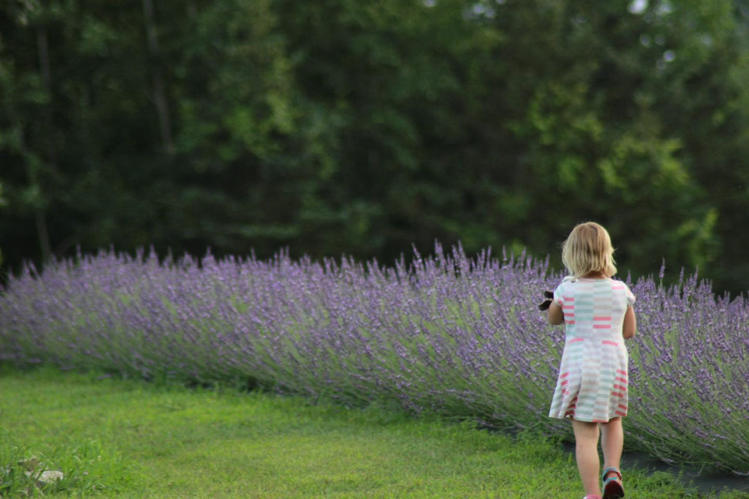 The Benefits of Lavender: Nature’s Calming Power from Spring Creek Lavender NY