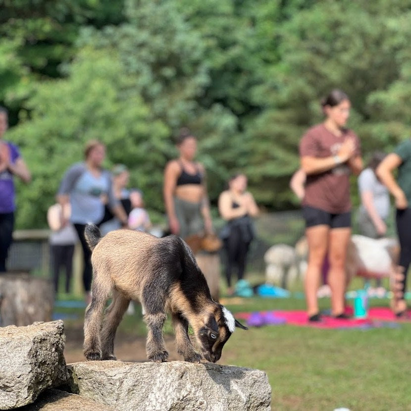 Goat Yoga