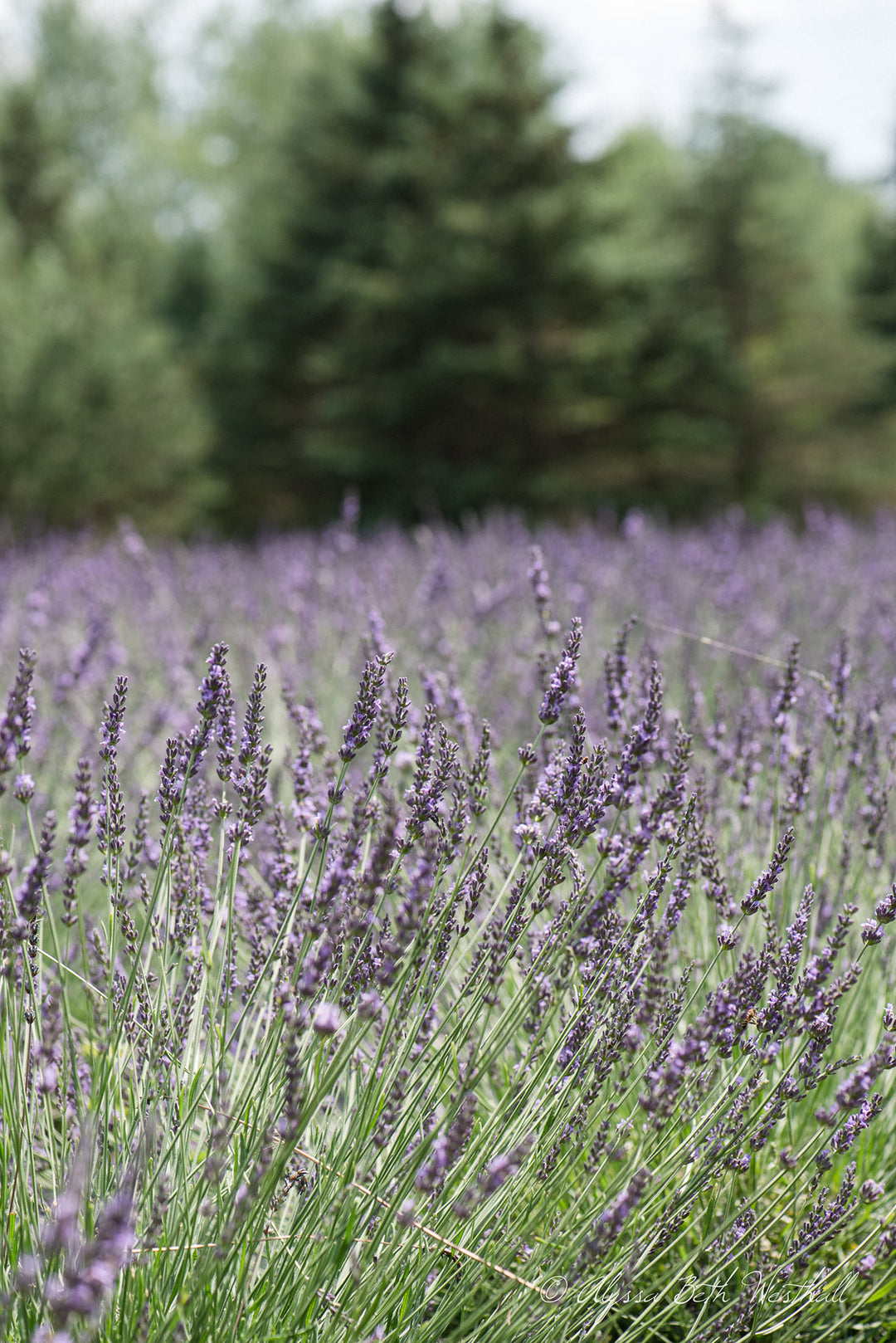 Purple lavender blooming in the fields at Spring Creek Lavender farm in Remsen, New York.